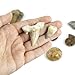 Museum Quality Fossil Collection Kit Featuring Dinosaur Fossils, Ammonites, Trilobite, Shark Tooth, Urchin and Fish Fossil - Collectors Edition Paleontology Set