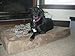 Barker Beds Orthopedic XL Dog Bed for Large Dogs - 7