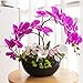 YILIYAJIA Artificial Flowers Orchids Purple Decor Faux Flowers Arrangement Potted Plants Rustic Table Centerpieces Floral Decorations Realistic Phalaenopsis for Home Office Hotel Room