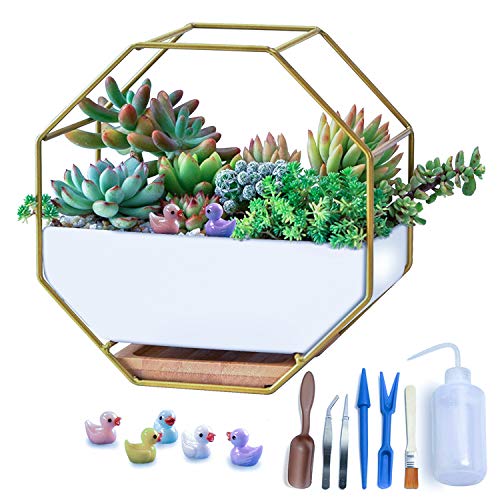 Modern Wall Planter, Metal Wire Octagon Design Wall-Mounted Shelves with Ceramic Flower Pot, Air Plant Container Hanging Vase Desktop Succulents Planter Gold