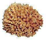 Royal Brush R2008-B Soft Natural Florida Sea Wool Pottery Sponge, 4" - 5" Diameter