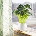 GTIDEA Fake Potted Plants Artificial Chinese Money Plant Bonsai Plastic House Plants for Bathroom Home Kitchen Office Bookshelf Garden Feng Shui Decor in White Ceramic Pot