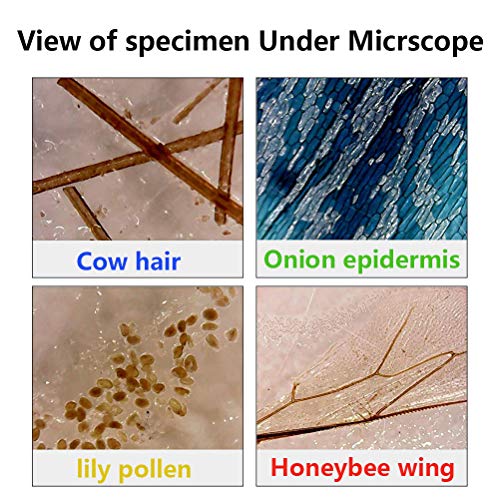YOTINO 48Pcs Prepared Microscope Slides Specimen Animals Insects Plants Flowers Sample Biological Specimen, Stereo Microscope Slide for Kids Children Students Enlighten Education - Thumbnail 7