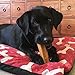 Peppy Pooch Yak Cheese Premium Dog Chew - Small - 6 Pack. All Natural Treats.
