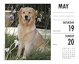 Image de Just Goldens 2018 Calendar