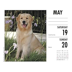 Just Goldens 2018 Calendar