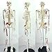 Human Skeleton Model for Anatomy Mini Human Skeleton Model with Metal Stand - 33.4 Inches Tall with Removable Arms and Legs Scientific Study Painted and Numbered Muscle Insertion and Origin Points