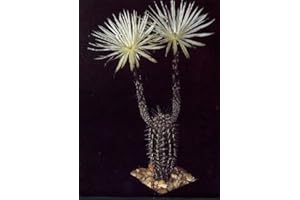- Cactus - South American sea Urchin Cactus (Echinopsis Mirabilis) - 40 Seeds : Package Contains Seeds Only