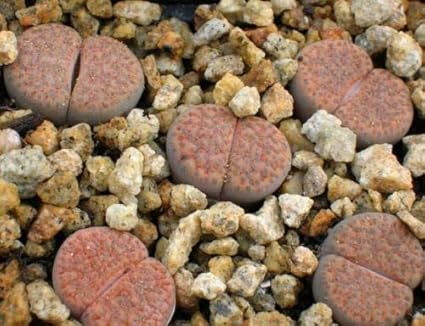 Shoopy Star 20 Lithops dinteri ssp frederici C180 semillas de cactus raras no conophytum ariocarpus: Amazon.es: Jardín