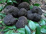 10 G Seeds Spores of Truffle Black Garden Mushrooms Kit / Fungus by Unknown