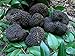 10 G Seeds Spores of Truffle Black Garden Mushrooms Kit / Fungus
