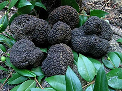 10 G Seeds Spores of Truffle Black Garden Mushrooms Kit / Fungus by Unknown 10 G Seeds Spores of Truffle Black Garden Mushrooms Kit / Fungus by Unknown