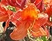 Mandarin Lights Deciduous Exbury Azalea - Very Hardy - 2.5