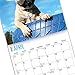 2020 French Bulldog Puppies Wall Calendar by Bright Day, 16 Month 12 x 12 Inch, Cute Dogs Animals Frenchies Canine