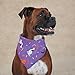 Aria Happy Howl-O-Ween Bandanas for Dogs, Purple