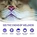 Wellness Complete Health Pate Adult Wet Cat Food, Natural, Protein-Rich, Grain Free, 12.5 Ounce, 12 Pack, (Beef & Chicken)