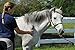 Oster Equine Care Series Horse Grooming Brush, Stiff Bristle, Blue (078399-100-001)
