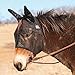 Cashel QR Mule SM QTR HSE/ARB/COB SWE (QRMASE), Black, Mule Arabian
