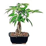 9GreenBox - Money Tree Bonsai with Ceramic Pot