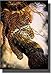 Leopard on a Tree, Wildlife by Al Agnew Picture on Stretched Canvas, Wall Art Decor Framed Ready to Hang!.