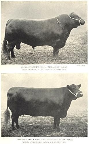 Cattle Aberdeen Angus Bull Maramere Cow Bartonia Of Glamis