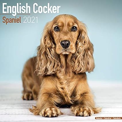 Calendario 21 Con Cane Inglese Cocker Spaniel Quadrato 30 Cm Amazon It Prodotti Per Animali Domestici