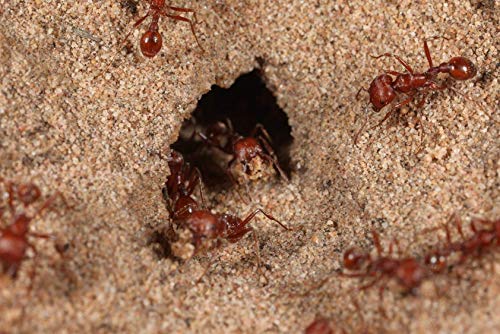 Jar"O" Ants ant farm science STEM project - Thumbnail 3