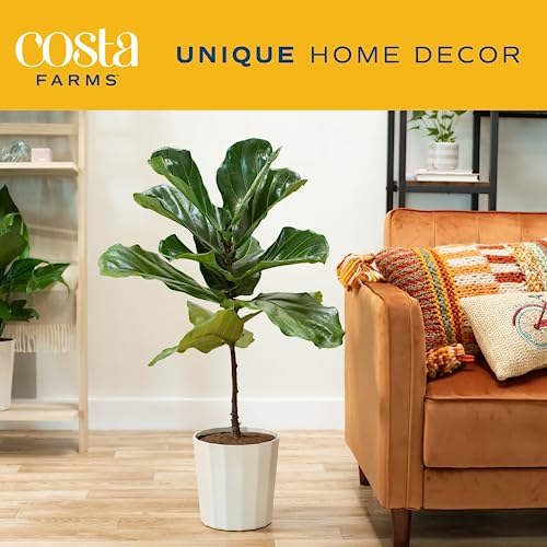 Costa Farms Fiddle Leaf Fig Tree, Ficus Lyrata, Live Indoor Plant