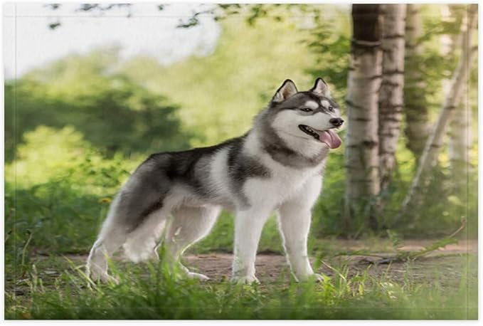 Amazon Com Nymb Husky Dog Bath Rugs Pet Animals Pet Dog Husky With Brich Tree In Forest Shower Mat 15 7x23 6in Doormat For Home Decor Bathroom Floor Rug Home Kitchen