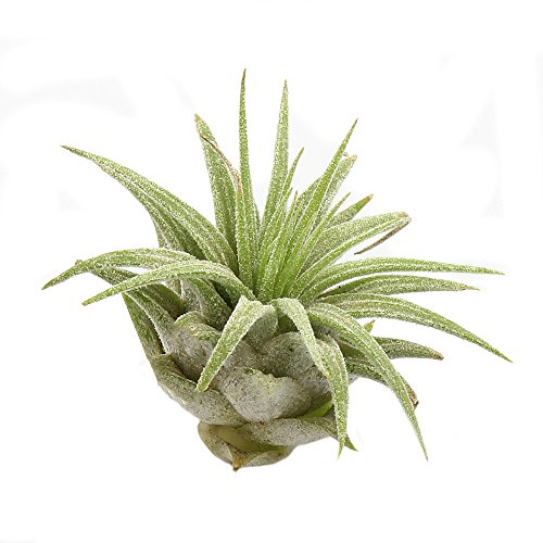 NW Wholesaler DIY "Purple Passion" Complete Terrarium Kit with Live Tillandsia Air Plant - Thumbnail 2