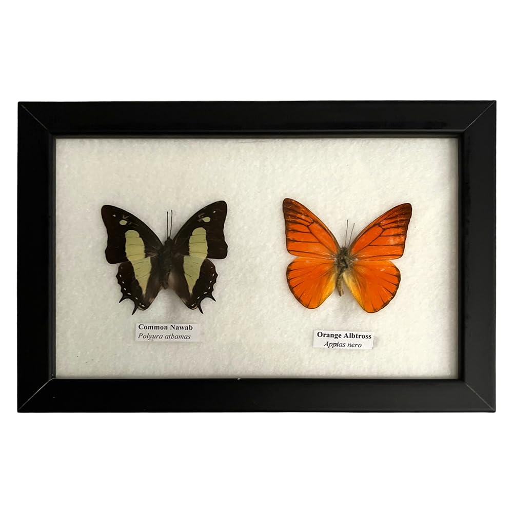 VIE Naturals - Real Taxidermy Butterfly Mounted Under Glass in Handmade Elegant Black Wooden Frame (17.5X14CM) - Assorted - 2 Butterflies