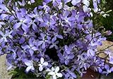 Night Scented Stock 'Rose' (Matthiola Bicornis) Flower Plant Seeds, Annual Heirloom