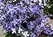 Night Scented Stock 'Rose' (Matthiola Bicornis) Flower Plant Seeds, Annual Heirloom