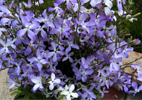 Night Scented Stock 'Rose' (Matthiola Bicornis) Flower Plant Seeds, Annual Heirloom