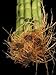 Betterdecor-10 Stalks of 48 Inches Straight Lucky Bamboo ,Exclusive Design By Betterdecor