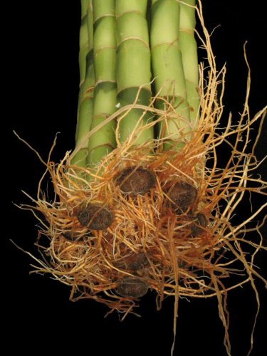 Betterdecor-10 Stalks of 48 Inches Straight Lucky Bamboo ,Exclusive Design By Betterdecor