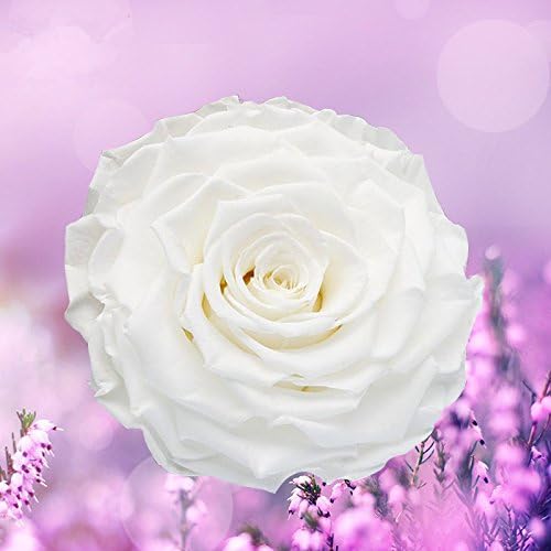 Ledyoung Preserved Fresh Flowers Never Withered Roses Handmade 7-8cm Very Big Fresh Roses for Home Decor Gift, 3pcs (White)