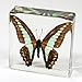 REALBUG Common Blue Bottle Butterfly Paperweight(3 x 3 x 1)