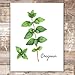 Botanical Prints Kitchen Herbs Wall Art - (Set of 6) - Unframed - 8x10s
