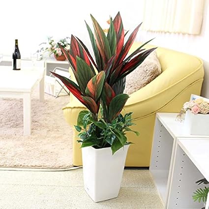 Amazon 人工観葉植物 光触媒 人工 コルディリネ コーディライン 約85ｃｍ オリジナル寄せ植え仕立て スクエアホワイト鉢 ブルーミングスケープ 人工観葉植物