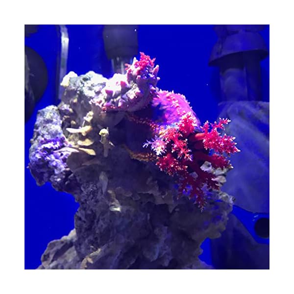 Seachem-Prime-Concentrated-Conditioner-500-ml Seachem Prime Concentrated Conditioner, 500 ml