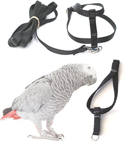 Fred Bird Harness & Leash with Additional Larger Training Head Loop