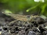 10 Live Amano Shrimp (Caridina multidentata, aka Yamato shrimp) - 1/2 to 1 1/2 Inch Young Adults! Better than Ghost Shrimp! BEST Algae Eating Shrimp in the World! by Aquatic Arts