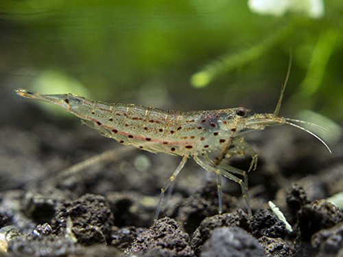 Aquatic Arts 10 Live Amano Shrimp (Caridina multidentata, aka Yamato Shrimp) - 1/2 to 1 1/2 Inch Young Adults! Better Than Ghost Shrimp! Best Algae Eating Shrimp in The World Aquatic Arts 10 Live Amano Shrimp (Caridina multidentata, aka Yamato Shrimp) - 1/2 to 1 1/2 Inch Young Adults! Better Than Ghost Shrimp! Best Algae Eating Shrimp in The World