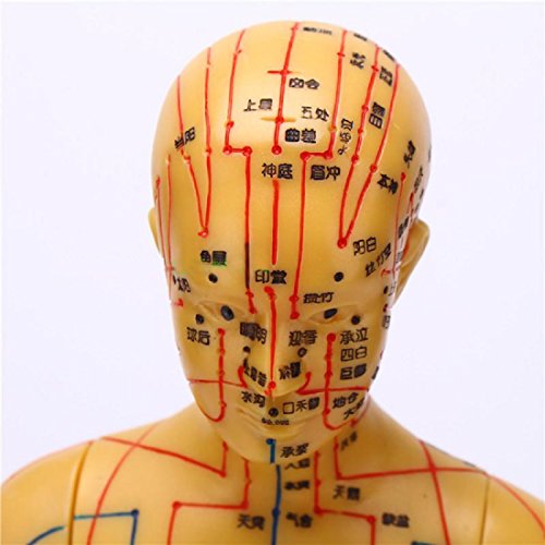 Tinsay Meridian Acupuncture Model With Base Human Acupuncture Anatomical Model with Acupuncture Points, Bronze Color Male Female 19"