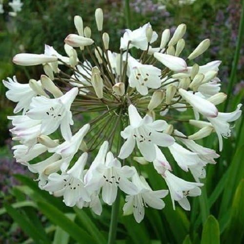 Semi 25 Bianco Giglio Africano Agapanthus Fiore Perenne Amazon It Giardino E Giardinaggio