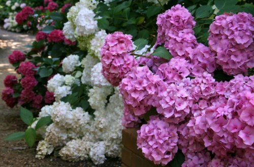 Mixed hydrangea seeds - my secret gardens