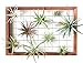 Mkono Large Air Plant Frame Hanging Airplant Holder Tillandsia Display Hanger Wooden Shelf Wall Decor for House Plants, Succulent, 16-Inchthumb 2