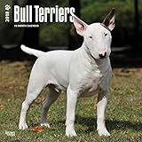 Bull Terriers 2018 Wall Calendar