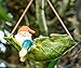Twig & Flower Mini Gnomes Harley The Happy Miniature Leaf Hammock Gnomes Decor with His Best Blue Bird Buddy Jay Garden Gnomes 4.3